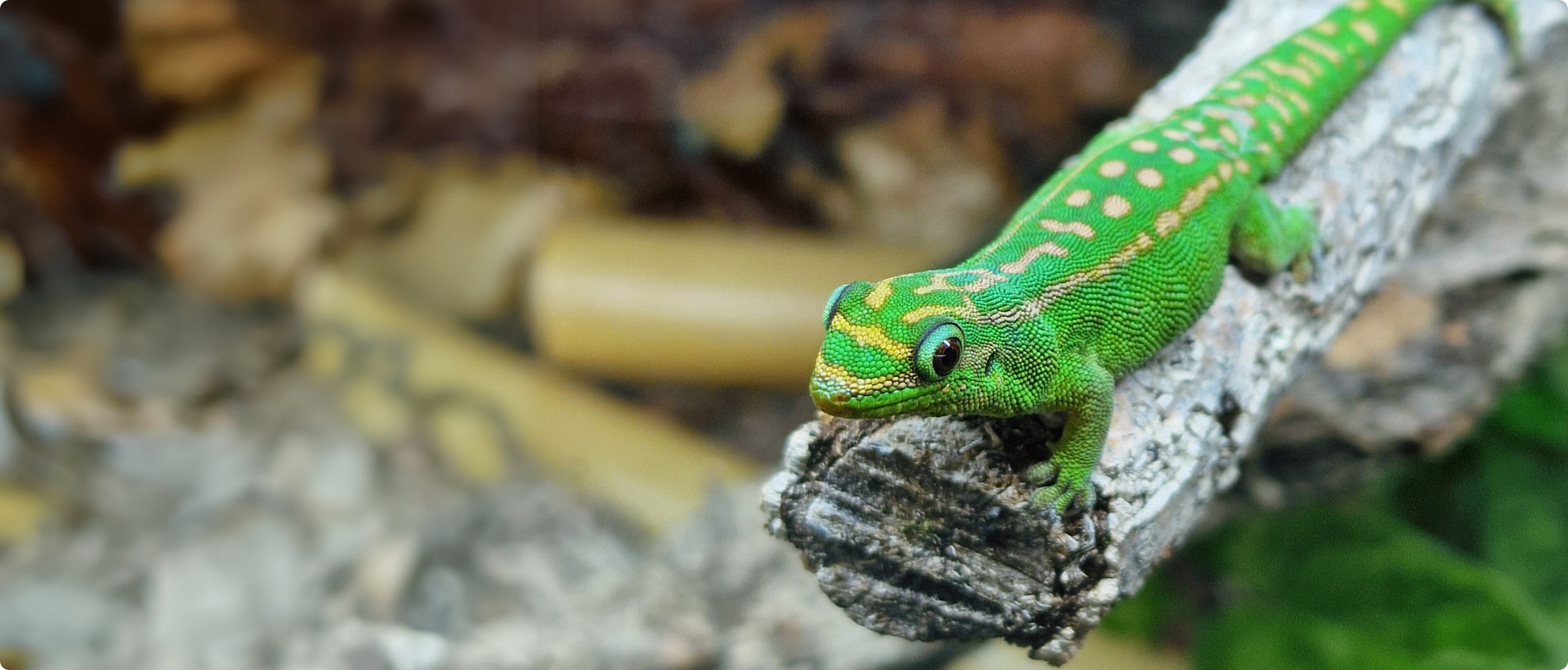 John's Exotics